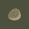 la truffe noire tuber melanosporum