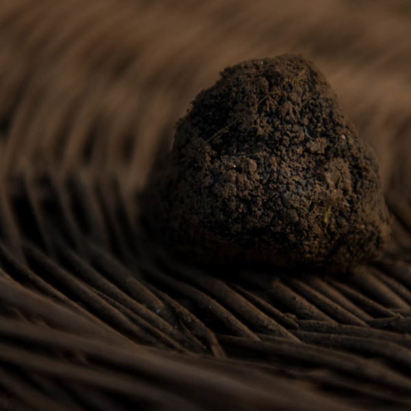 truffe noire du perigord