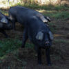 le porc noir de bigorre de chez Herbae